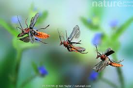 Attēlu rezultāti vaicājumam “Cantharis rustica”