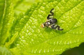 Attēlu rezultāti vaicājumam “Urophora cardui”