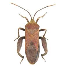 Attēlu rezultāti vaicājumam “Postia tephroleucus”