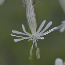 Attēlu rezultāti vaicājumam “Silene nutans”