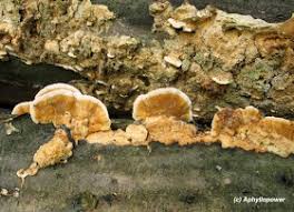 Attēlu rezultāti vaicājumam “Antrodia malicola”