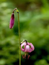 Attēlu rezultāti vaicājumam “Lilium martagon bud”