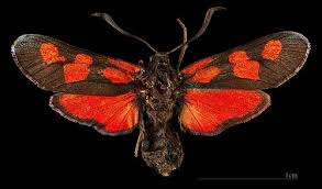 Attēlu rezultāti vaicājumam “Zygaena filipendulae”