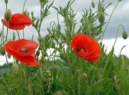Image result for Papaver rhoeas