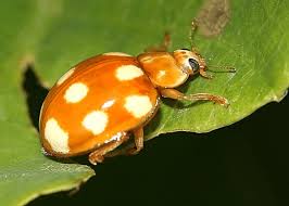 Attēlu rezultāti vaicājumam “Calvia decemguttata imago”