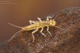Attēlu rezultāti vaicājumam “Macrosteles sp. nymph”