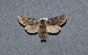 Attēlu rezultāti vaicājumam “Brachionycha nubeculosa”