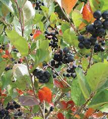 Attēlu rezultāti vaicājumam “Aronia melanocarpa fruit”