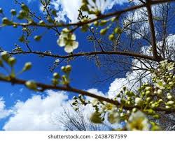 Attēlu rezultāti vaicājumam “Cerasus flower”