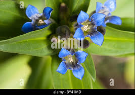 Attēlu rezultāti vaicājumam “Gentiana cruciata bud”