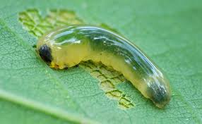 Attēlu rezultāti vaicājumam “Caliroa annulipes larva”