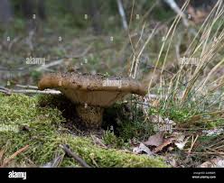 Attēlu rezultāti vaicājumam “Lactarius necator”