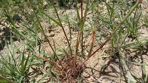 Attēlu rezultāti vaicājumam “Anisantha tectorum fruit”