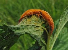 Attēlu rezultāti vaicājumam “Triphragmium ulmariae”