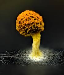 Attēlu rezultāti vaicājumam “Physarum, Nannengaella sp.”