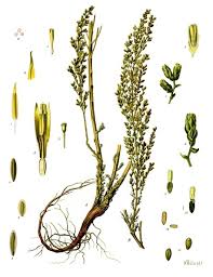 Image result for Artemisia gmelinii