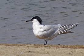 Attēlu rezultāti vaicājumam “Sterna sandvicensis”