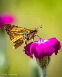 Attēlu rezultāti vaicājumam “Ochlodes sylvanus underside”