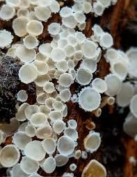 Attēlu rezultāti vaicājumam “Lachnum virgineum”