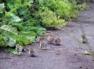 The partridge &amp; its mate had - via Daymix