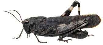 Attēlu rezultāti vaicājumam “Psophus stridulus”