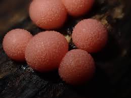 Attēlu rezultāti vaicājumam “Lycogala cf. fossiculatum young”