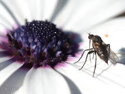 Attēlu rezultāti vaicājumam “Empis sp.”