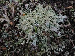 Attēlu rezultāti vaicājumam “Cladonia parasitica”