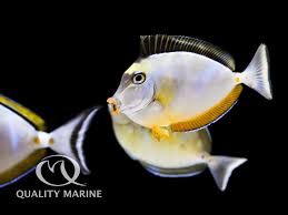 Image result for Naso lituratus