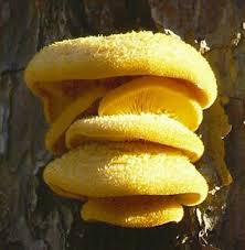 Attēlu rezultāti vaicājumam “Phyllotopsis nidulans”