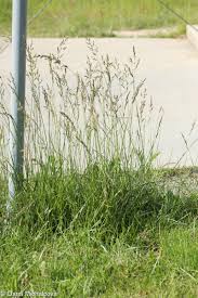 Attēlu rezultāti vaicājumam “Festuca pratensis”