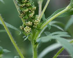 Attēlu rezultāti vaicājumam “Ambrosia artemisiifolia bud”