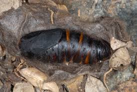 Attēlu rezultāti vaicājumam “Macrothylacia rubi larva”