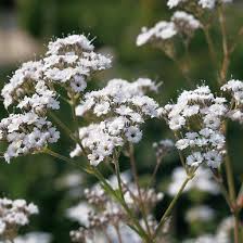 Attēlu rezultāti vaicājumam “Gypsophila paniculata”