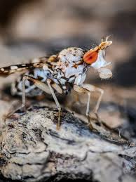 Attēlu rezultāti vaicājumam “Trypetoptera punctulata”