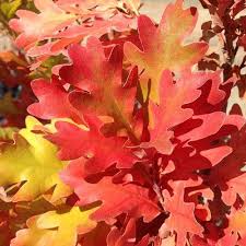 Attēlu rezultāti vaicājumam “Quercus robur leaf”