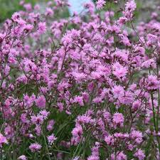 Attēlu rezultāti vaicājumam “Lychnis flos-cuculi flower”