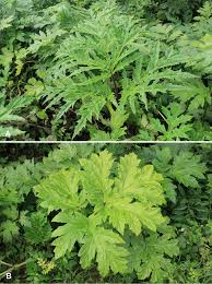 Attēlu rezultāti vaicājumam “Heracleum sosnowskyi leaf”