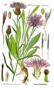 Attēlu rezultāti vaicājumam “Centaurea jacea fruit”