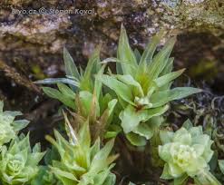 Attēlu rezultāti vaicājumam “Pohlia cruda”