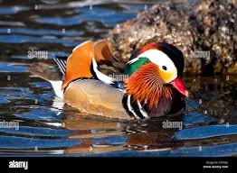 Attēlu rezultāti vaicājumam “Aix galericulata male”