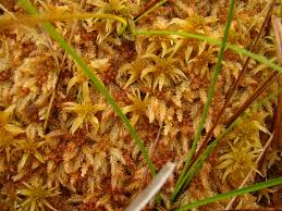 Attēlu rezultāti vaicājumam “Sphagnum palustre sporophyte”