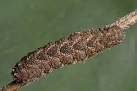 Attēlu rezultāti vaicājumam “Herminia tarsicrinalis”