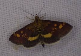 Attēlu rezultāti vaicājumam “Pyrausta aurata”