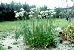 Image result for Allium tuberosum
