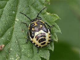 Attēlu rezultāti vaicājumam “Eurydema oleracea imago”
