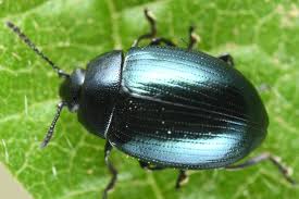 Attēlu rezultāti vaicājumam “Phaedon cochleariae”