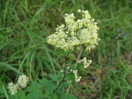 Attēlu rezultāti vaicājumam “Thalictrum minus”