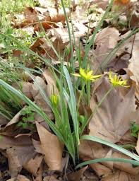Attēlu rezultāti vaicājumam “Gagea pratensis flower”