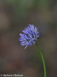 Attēlu rezultāti vaicājumam “Jasione montana fruit”